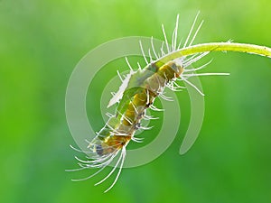 A leaf worm is crawling on the plant