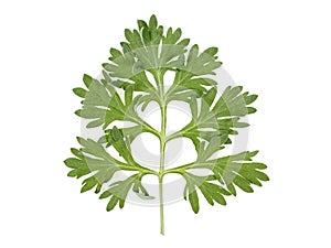 Leaf of wormwood isolated on white background