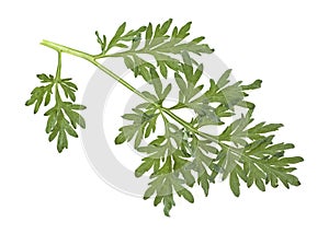 Leaf of wormwood isolated on white background