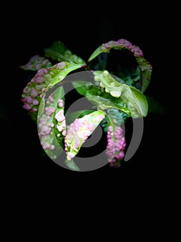 Leaf Wounds in the Dark