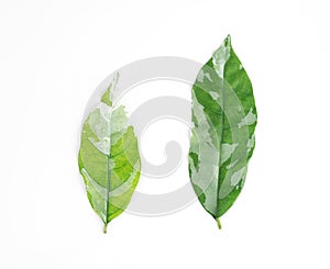 Leaf of Wrightia religiosa Benth