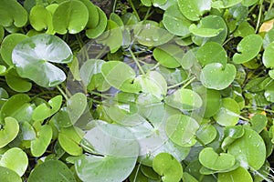 Leaf of yellow water poppy flower in pond.