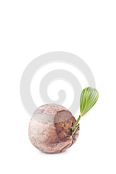 Leaf young plant of coconut tree grown up on white background planting agriculture isolated