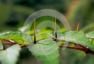 Leaf of Zanthoxylum nitidum, shiny-leaf prickly-ash, Liang Mian Zhen