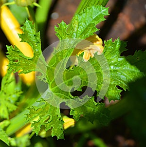 Leaf of Zucchini, zucchini or zucchinis,