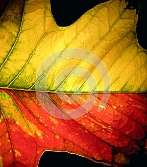 Leaf1