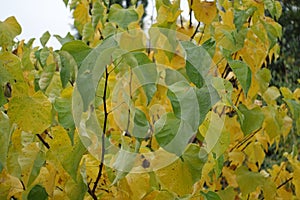 Leafage on branches of cercis canadensis