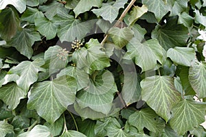 Leafage of common ivy in March