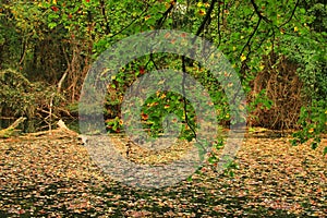 Leafage on Lake Surface