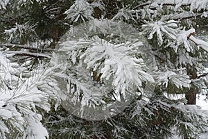 Leafage of pine covered with snow