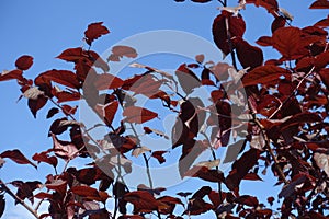 Leafage of prunus pissardii against blue sky