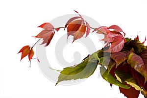 Leafage of wild grape