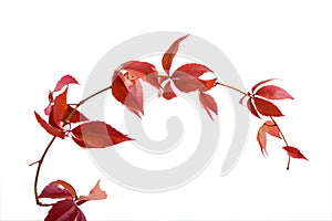 Leafage of wild grape