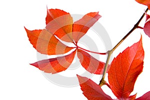 Leafage of wild grape