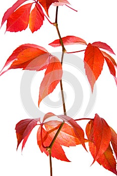 Leafage of wild grape