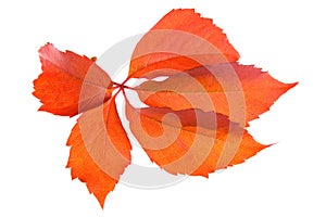 Leafage of wild grape