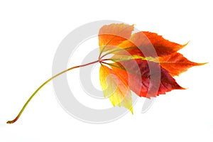 Leafage of wild grape