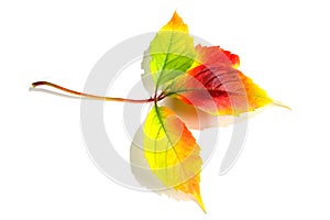 Leafage of wild grape