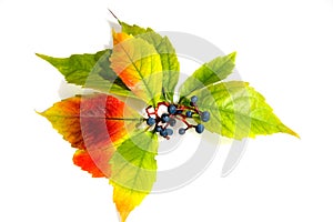 Leafage of wild grape