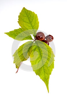 Leafage of wild grape