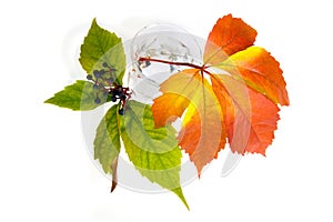 Leafage of wild grape