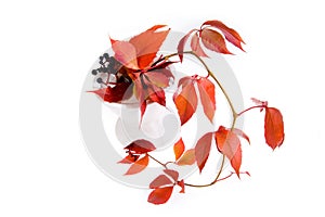 Leafage of wild grape