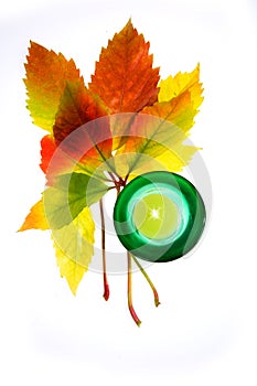 Leafage of wild grape