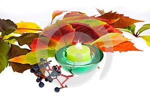 Leafage of wild grape