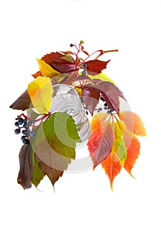 Leafage of wild grape