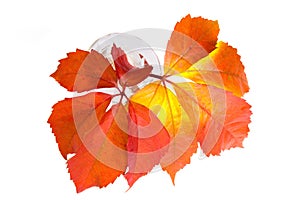 Leafage of wild grape