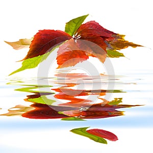 Leafage of wild grape