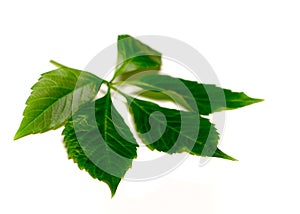 Leafage of wild grape on white background