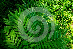 Leafages in gorgeous