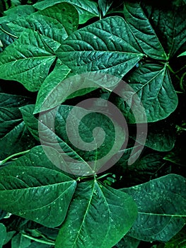 Leafbackground