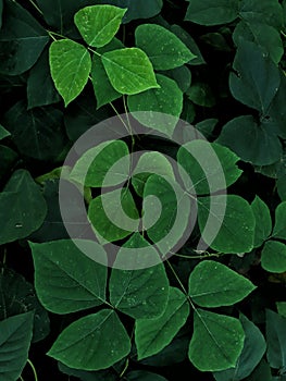 Leafbackground