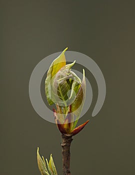Leafbud
