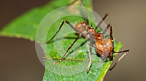 Leafcuter Ant, Marino Ballena National Park photo