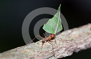 Leafcutter Ant photo