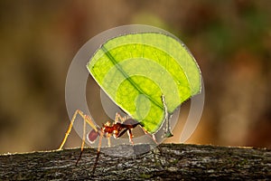 Leafcutter Ant