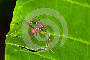 Leafcutter ant photo