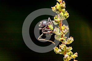 leafcutter ant animal