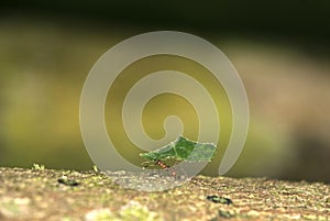 Leafcutter ant photo