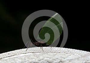 Leafcutter Ant Carrying a Leaf