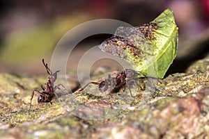 Leafcutter Ant carrying a leaf to its nest