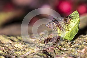 Leafcutter Ant carrying a leaf to its nest