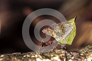 Leafcutter Ant carrying a leaf to its nest