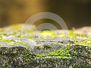 Leafcutter Ant on Green Moss Rock Wall