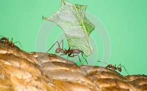 Leafcutter ant with leaf photo