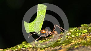 Leafcutter Ant, Marino Ballena National Park, Costa Rica