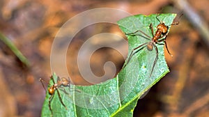 Leafcutter Ant, Marino Ballena National Park, Costa Rica